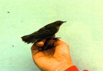 Grasshopper Warbler
