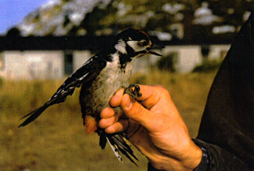 Great Spotted Woodpecker