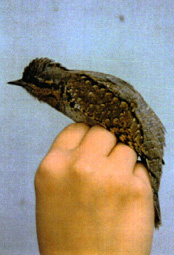Wryneck