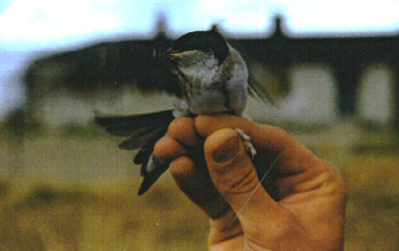 House martin
