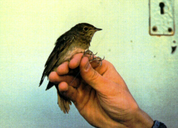 Thrush Nightingale