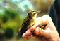 Sedge Warbler