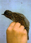 Wryneck
