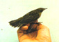 Grasshopper Warbler