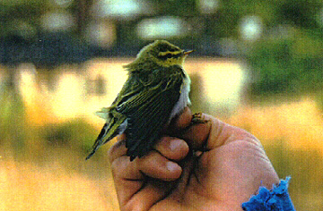 Wood Warbler