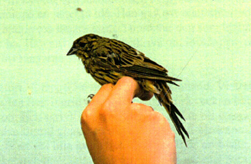 Yellowhammer