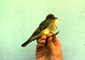 Icterine Warbler