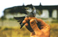 House Martin