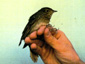Thrush Nightingale