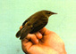 Reed Warbler