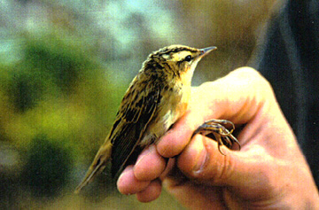 Sedge Warbler