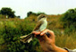 Red-backed Shrike