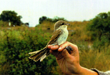Red-backed Shrike